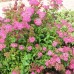 Спирея розовая таволга купить в алматы саженцы отправка по казахстану питомник растений Rostok